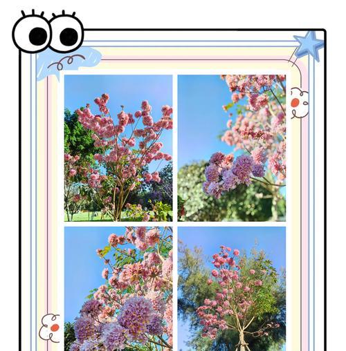 代表风与自由的花语是什么？