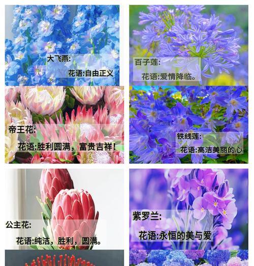 代表风与自由的花语是什么？