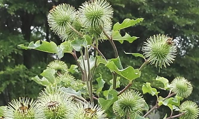 牛蒡属于哪个植物类别？它的特点有哪些？