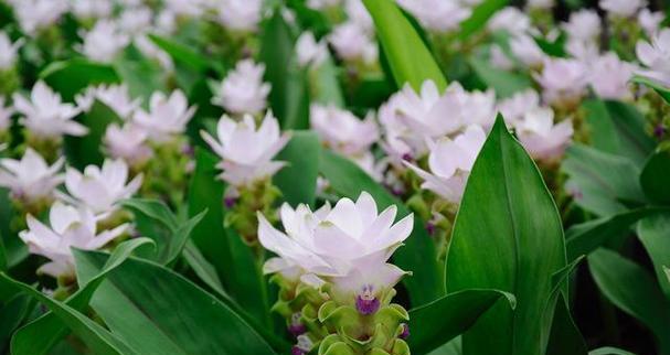 姜花的花语有哪些特别之处？适合什么场合？