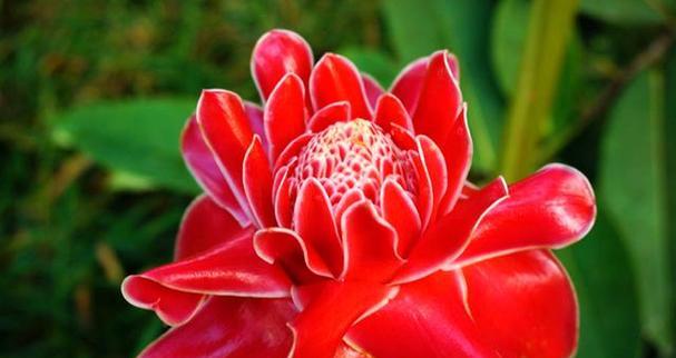 姜花的花语有哪些特别之处？适合什么场合？