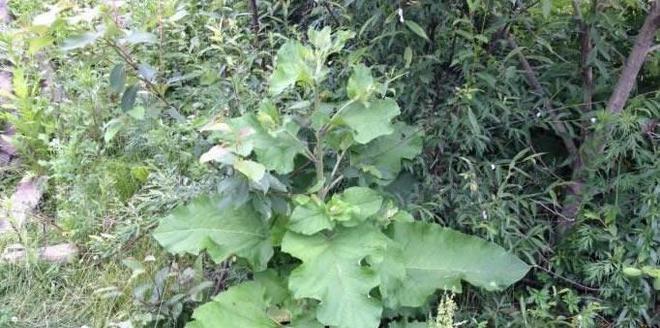 牛蒡适合什么地方种植？最佳种植环境与条件是什么？
