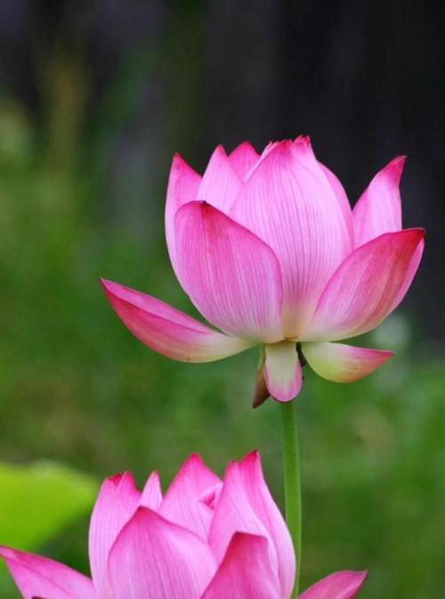 莲的花语有何寓意？莲象征着什么？