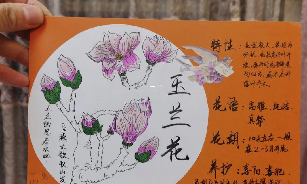 玉兰花的花语含义和象征是什么？玉兰花代表了什么？