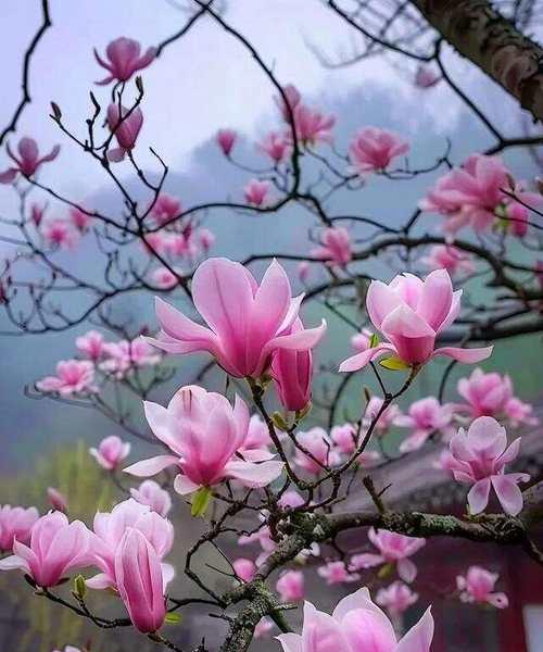 玉兰花的花语含义和象征是什么？玉兰花代表了什么？
