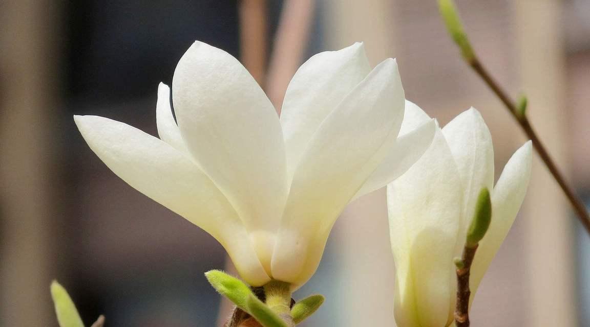 玉兰花的花语含义和象征是什么？玉兰花代表了什么？