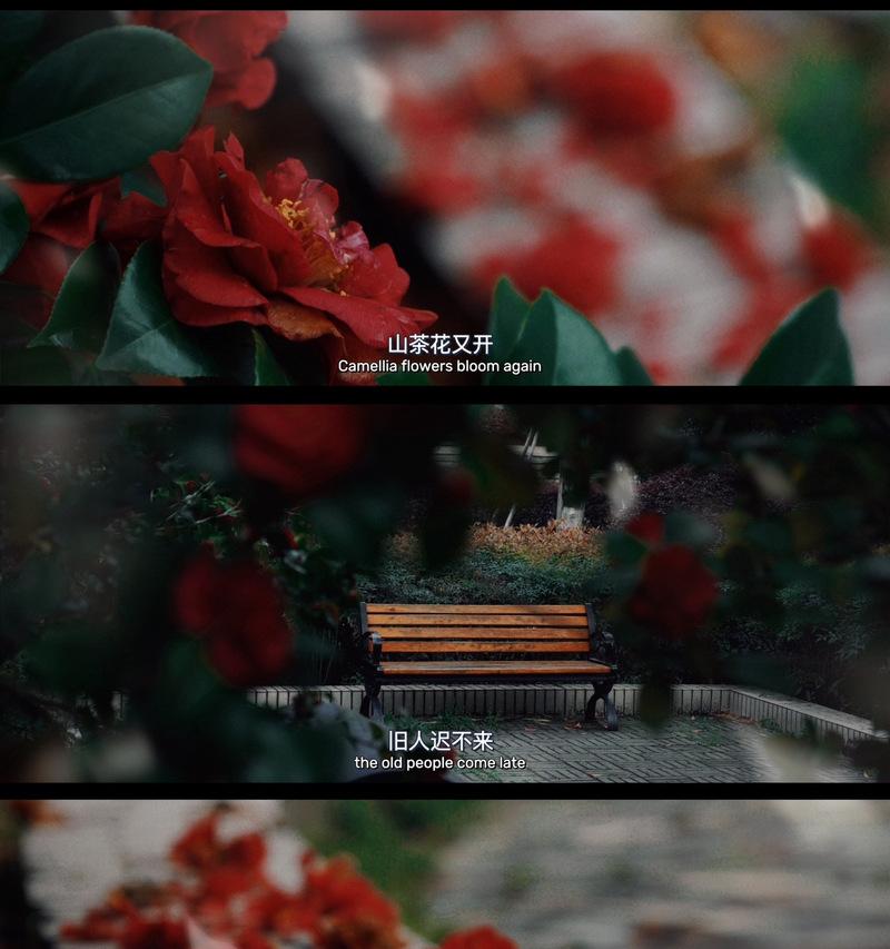 锦上花开的寓意和花语是什么？它代表了哪些美好的愿望？