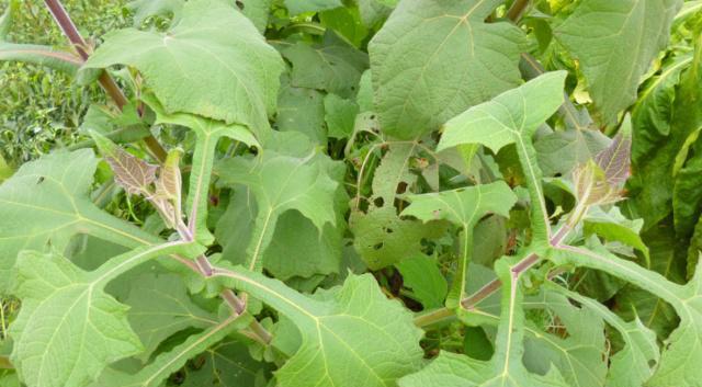 牛蒡种植条件适合什么地方种植？如何选择最佳种植地点？
