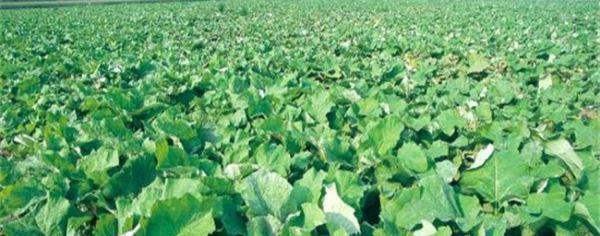 牛蒡种植条件适合什么地方种植？如何选择最佳种植地点？