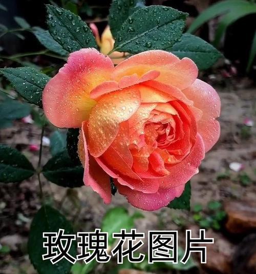 一捧夜光玫瑰的花语有何深意？