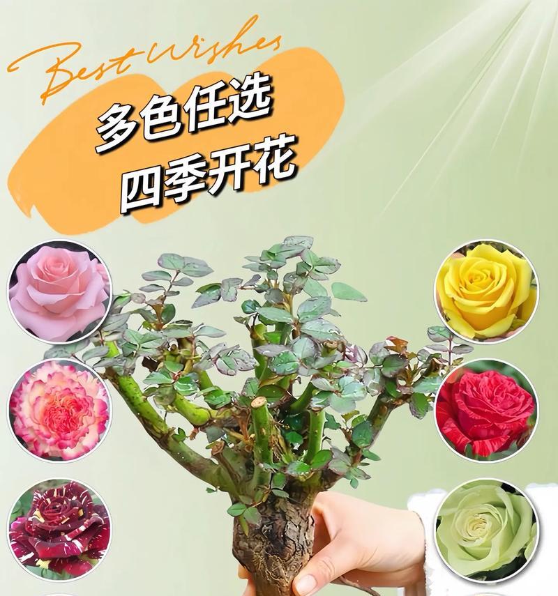一捧夜光玫瑰的花语有何深意？