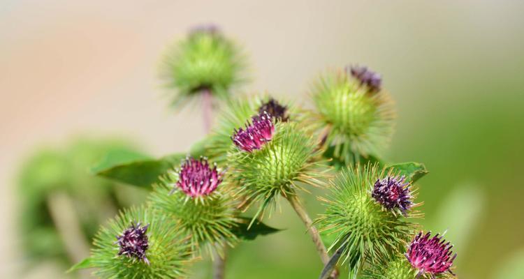 牛蒡子是哪种植物的种子？有什么特别的功效吗？