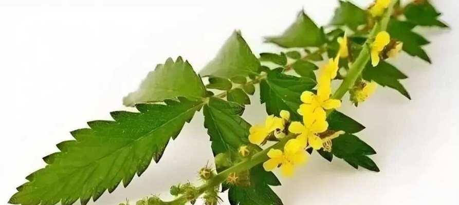 延鹤堂的花语有何特别之处？