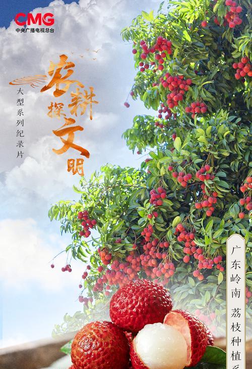 荔枝花语传递了哪些励志信息？