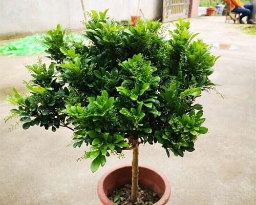 浓香型花卉有哪些？如何挑选适合家庭种植的品种？