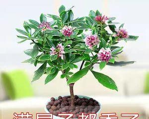 浓香型花卉有哪些？如何挑选适合家庭种植的品种？