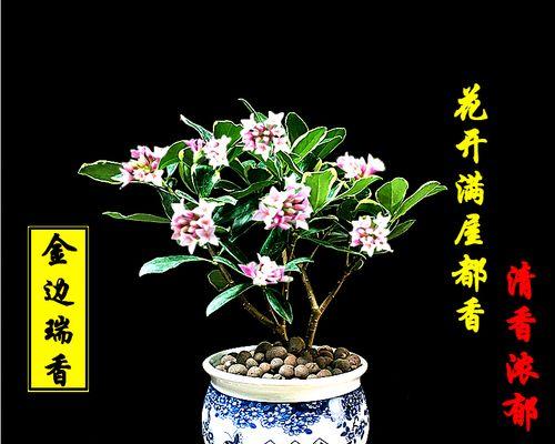 浓香型花卉有哪些？如何挑选适合家庭种植的品种？