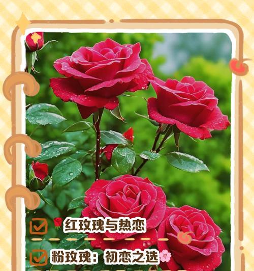 千禧姐姐花语有何特别含义？