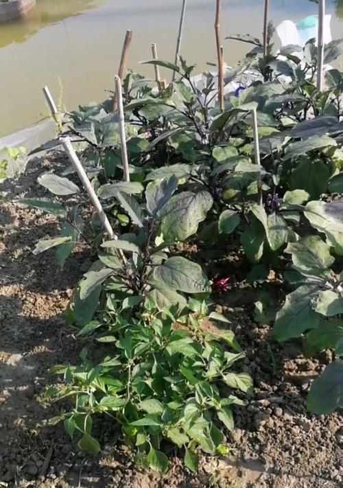 农村自来水可以浇菜吗？使用自来水浇菜需要注意什么？
