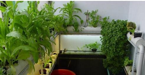 农村自来水可以浇菜吗？使用自来水浇菜需要注意什么？