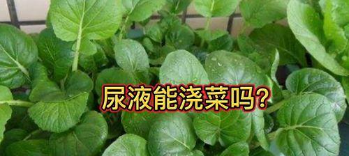 农村自来水可以浇菜吗？使用自来水浇菜需要注意什么？
