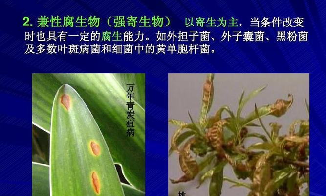 农业病虫害防治技术与方法措施是什么？如何有效实施？