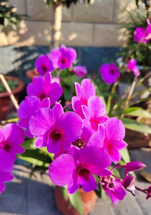 幸运之花的花语是什么？