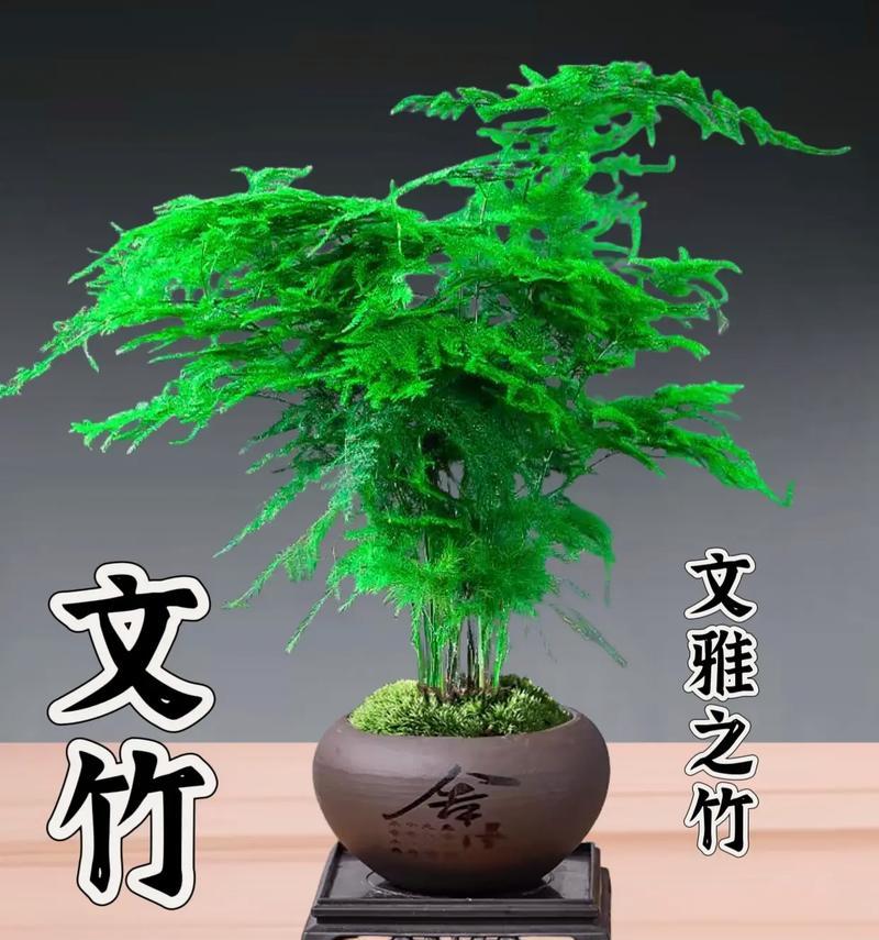 孔雀竹的花语有何特殊含义？它象征着什么？