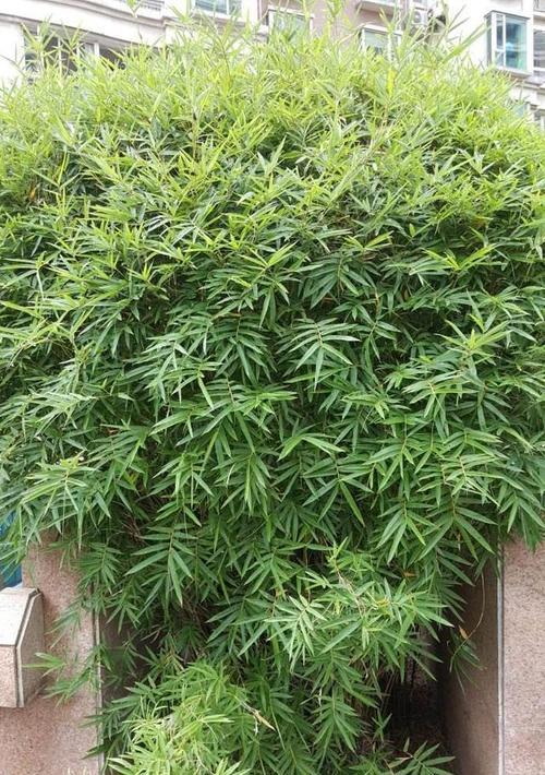 孔雀竹的花语有何特殊含义？它象征着什么？