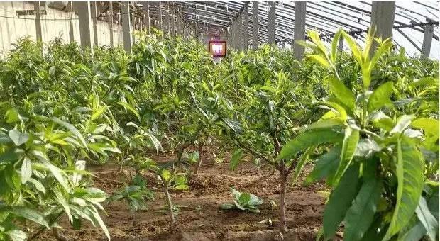 农作物生长条件和特性是什么？如何根据特性选择合适的种植方法？