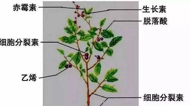 农作物生长条件和特性是什么？如何根据特性选择合适的种植方法？
