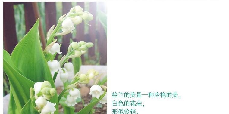女雏会开花吗？女雏开花的花语与寓意是什么？