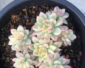 女雏会开花吗？女雏开花的花语与寓意是什么？