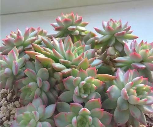 女雏浇水的最佳时间是什么时候？如何正确进行浇水？