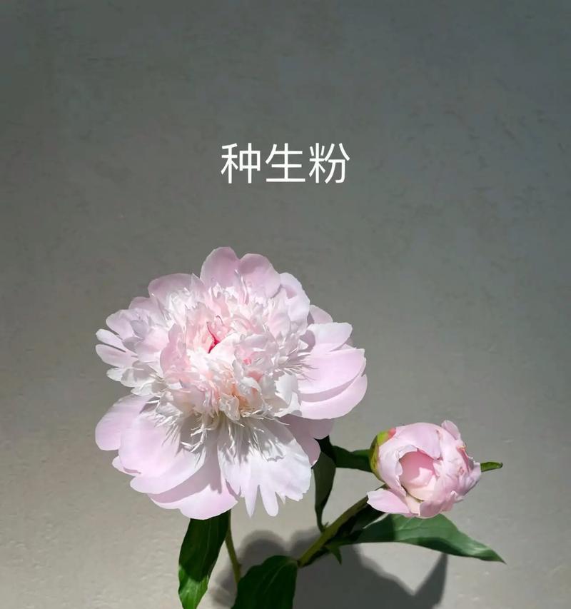 哪种花语适合表达对老师的思念？