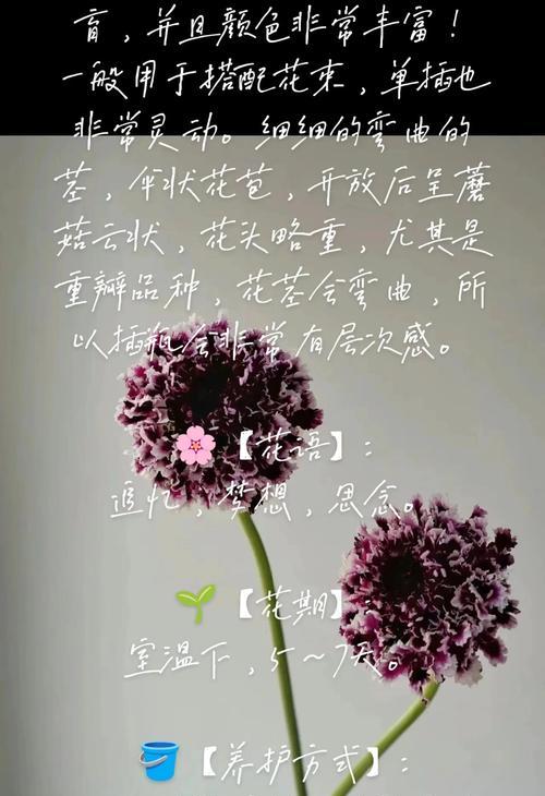 哪种花语适合表达对老师的思念？