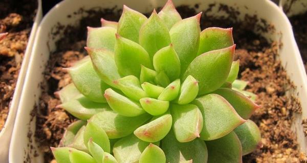 女雏老桩养护修剪技巧有哪些？如何打造完美造型？