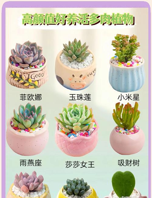 宝宝盆栽花语是什么呢？宝宝盆栽在花语中代表什么意义？