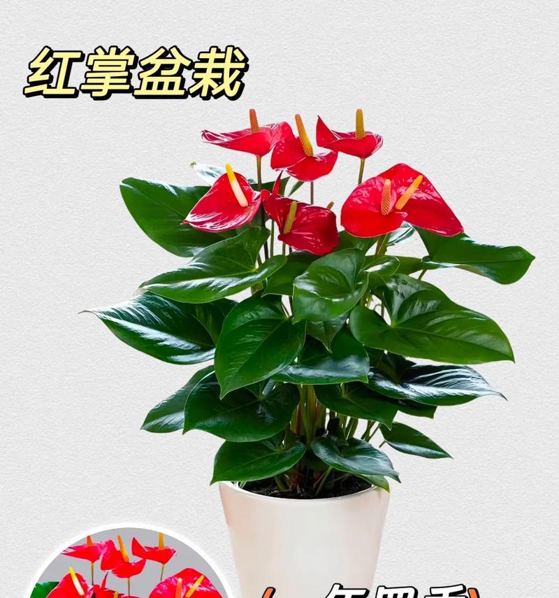 宝宝盆栽花语是什么呢？宝宝盆栽在花语中代表什么意义？