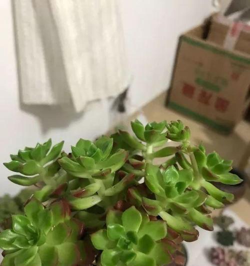 女雏徒长了怎么办？如何修剪和管理？