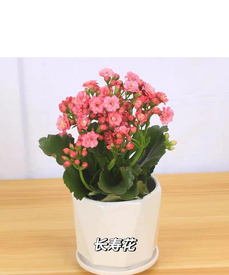 宝宝盆栽花语是什么呢？宝宝盆栽在花语中代表什么意义？