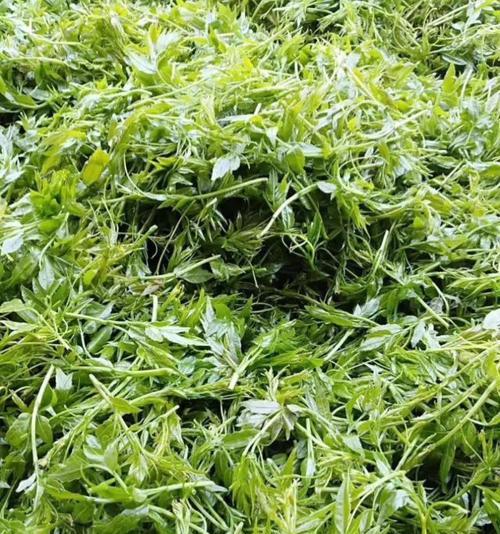 女儿环茶是什么？它有哪些独特之处？