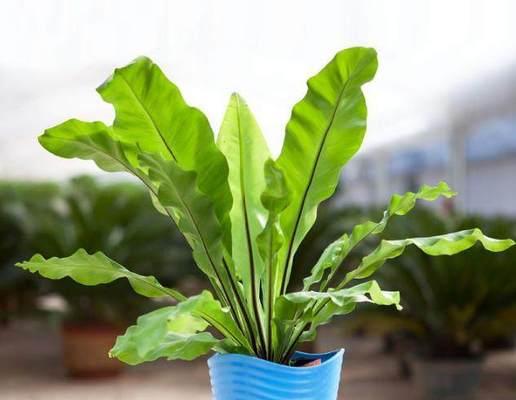 办公室适合放什么植物？女生办公室植物选择指南？