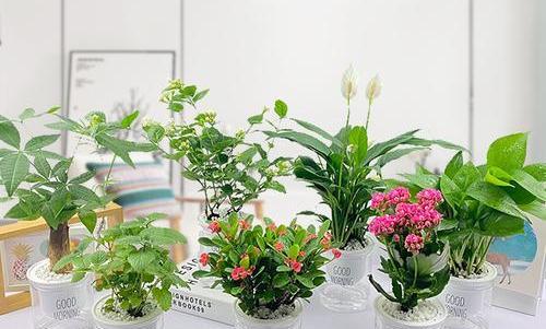 办公室适合放什么植物？女生办公室植物选择指南？