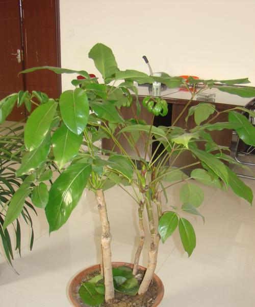 办公室适合放什么植物？女生办公室植物选择指南？