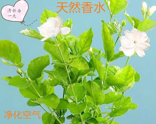 女生适合养什么花？哪些花卉既美观又易打理？