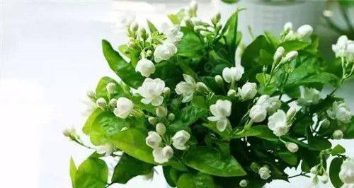 女生适合养什么花？哪些花卉既美观又易打理？