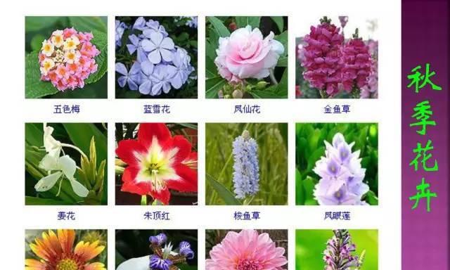 女王菊浇水频率如何根据季节调整？春夏秋冬浇水有何区别？