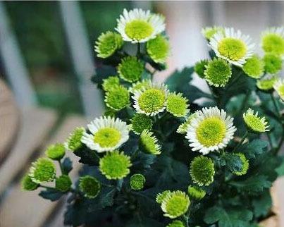 女王菊一年开几次花？如何确保花开不断？