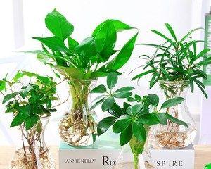 女性办公桌上摆放什么植物能提升工作效率？